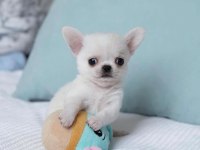 Mini teacup ırkının en ufak chihuahua bebekleri