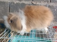 1+1 lop anaç tavşanlar