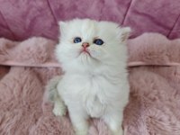 Kar beyazı british longhair kedimiz