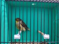 Tek erkek gloster kanaryalar