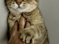 British oğlumuz oscar için iyi bakabilecek birini arıyoruz