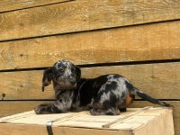 Merle Erkek Dachshund Yavrumuz