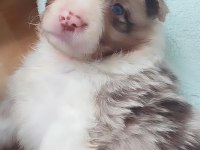 Çok Kaliteli Border Collie Yavruları İstanbul