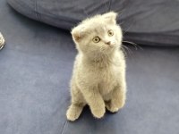 Scottish Fold Kedimiz