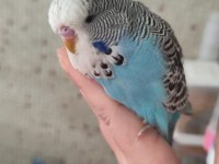 Show bebek muhabbet kuşu