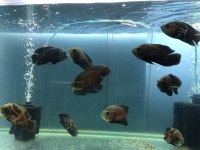 Sağlıklı Damızlık Boy Astronot