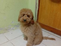 Poodle köpeğimizi sahiplendiriyoruz (ücretsiz değil)