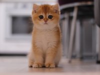 Şecereli british shorthair dişi ve erkek yavru