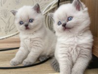 A kalite british shorthair blue point