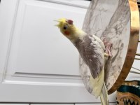 Sahiplendirilecek Sultan Papağanı