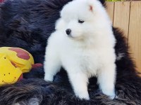 Samoyed Yavruları