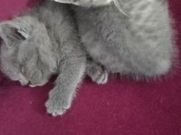 A Kalite British Shorthair Bebekler
