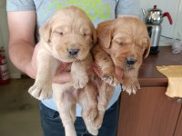 Safkan golden retriever yavrularımız sahiplendirilecektir