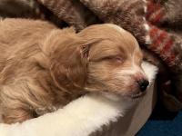 Yavru Maltipoo Köpeği