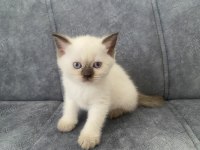 41 günlük yavru oyun sever british yavru kedimiz