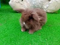 Hollanda teddy lop tavşan yavruları