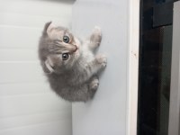 8 Yavru Kedimiz Sahiplendirilecek