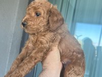 Poodle Kendi Yavrularımız