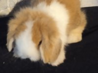 Orjinal Safkan Teddy Lop Yavru Tavşanlar