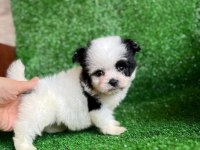 0 numara morkie yavrular