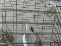 Ucuz Sultan Çift Sultan Papağanı