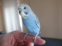 Ele kola alışkın yeni yeme düşen erkek yavru muhabbet kuşu