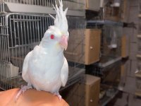 Albino sultan papağanı 40 günlük