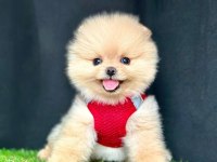 Safkan Ve Karneli Pomeranian Boo Yavrularımız