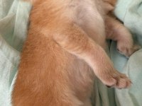 %100 Safkan Ny12 British Shorthair Bebeklerimiz