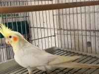 Sultan Papağanı 3 Aylık