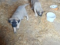 Sivas'tan has kangal köpeği yavrular
