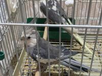 Konuşan sultan papağanlar