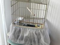 8 Aylık Sultan Papağanı Kafesi Ve Malzemeleriyle