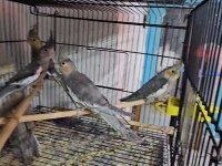 Yavru bebek sultan papağanlar