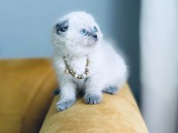 Kedilerim Sahiplendirilecektir