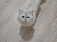 Ücretsiz sahiplendirme kedimiz