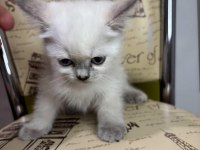 2 Aylık Blue Point Dişi British Kızımız