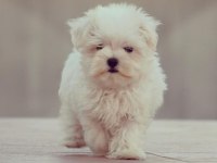 Irk Garantili Maltese Yavruları