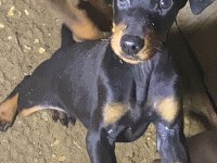 Sert Doberman