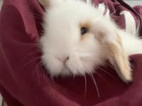 2 Aylık Hollanda Lop Tavşanı