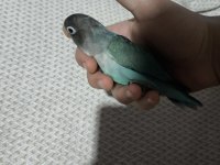 Yeni Yeme Düşmüş Evcil Cennet Papağanı