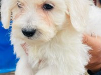 Minik Bir Mutluluk Topu Maltese Terrier