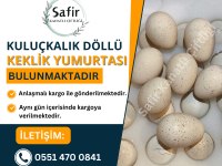 Kuluçkalık keklik yumurtası