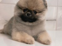 Dişi 3 Aylık Teacup Boy Teddy Bear Garantili Pomeranian
