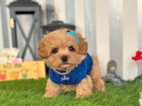 Maltipoo köpeği yavrular