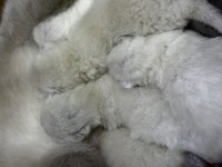 28 Şubat Doğumlu Blue Point Erkek Ve Dişi Kediler