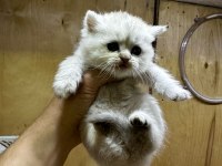 British Longhair Golden Point 37 Günlük Dişi