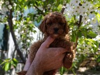 Sevimli ırk toy poodle