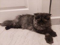 Nadir renk iran kedisi dişi