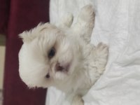 2 Aylık Pekingese Yavrular